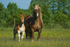 Horses