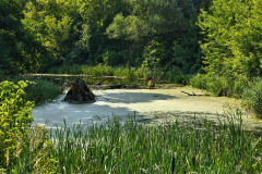 Narew River