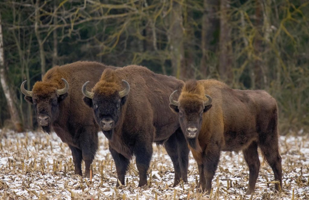 Bialowieża National Park tour