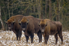 Bialowieza National Park Bisons