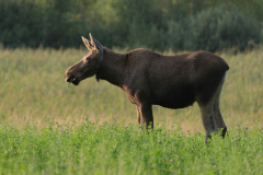 Bialowieza National Park - Moose